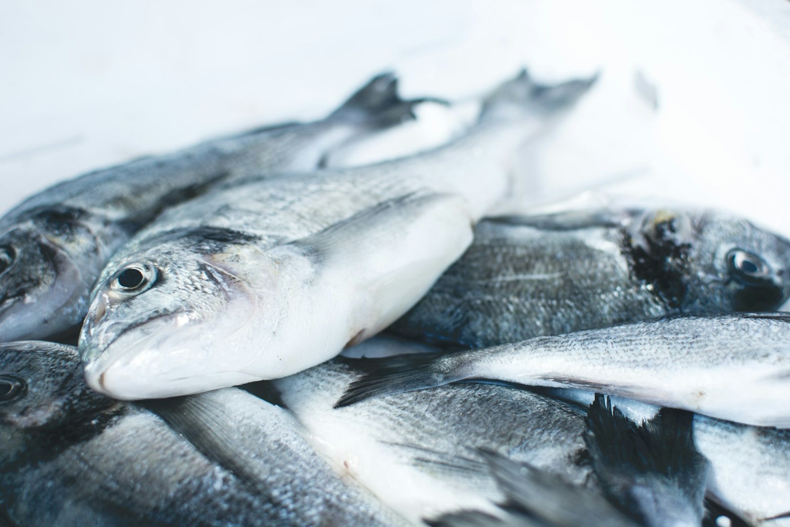 Whole Fish